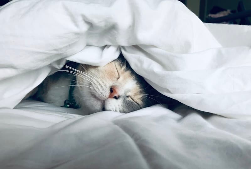 The Search for Sleep: Finding Rest in a Restless World